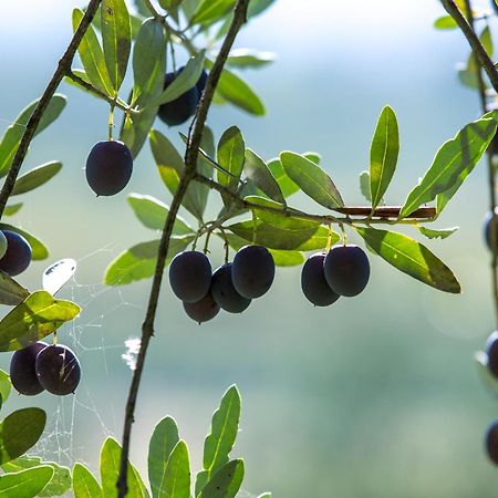 Azienda Agricola Moschioni Cividale del Friuli Dış mekan fotoğraf