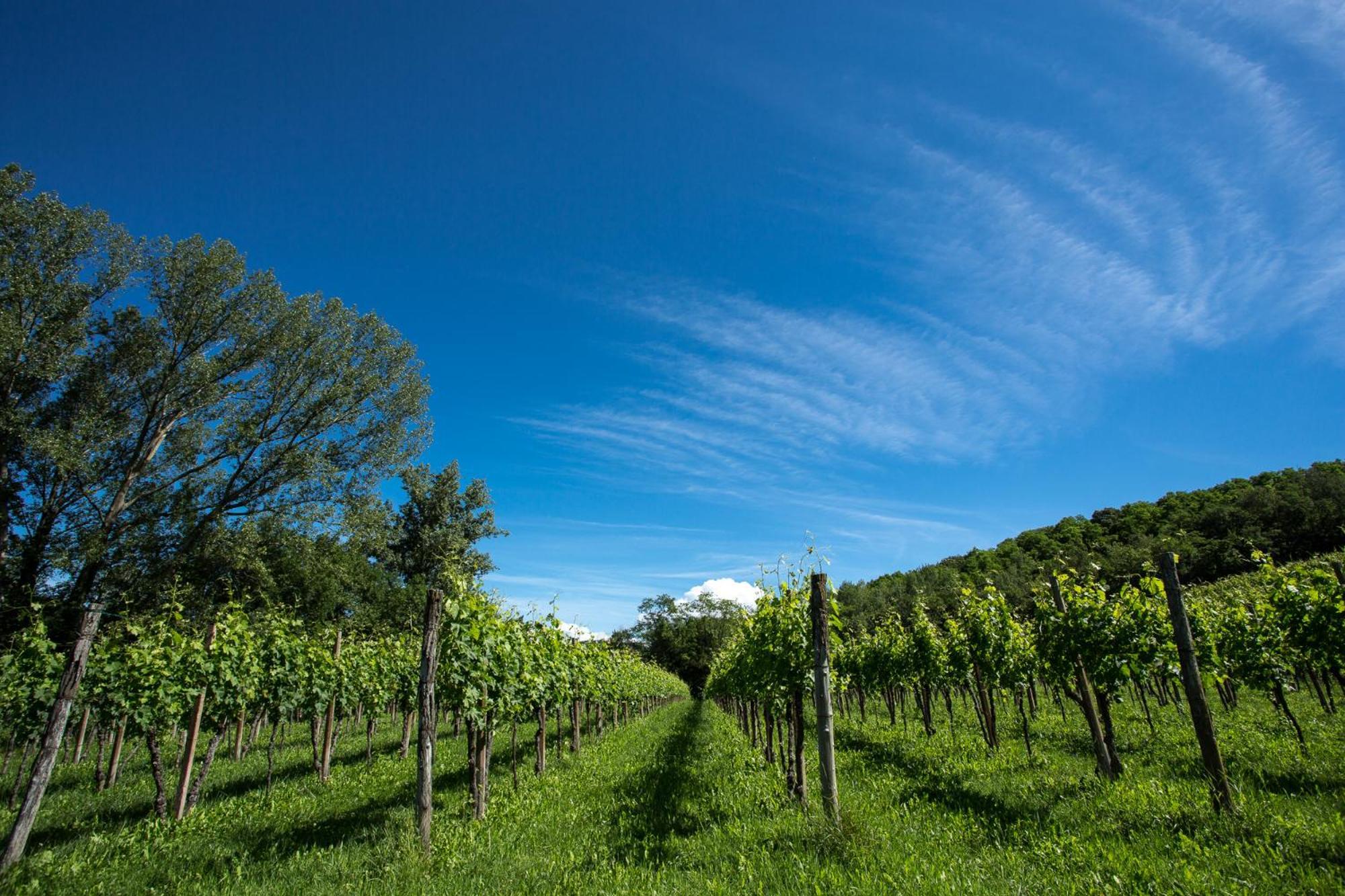Azienda Agricola Moschioni Cividale del Friuli Dış mekan fotoğraf