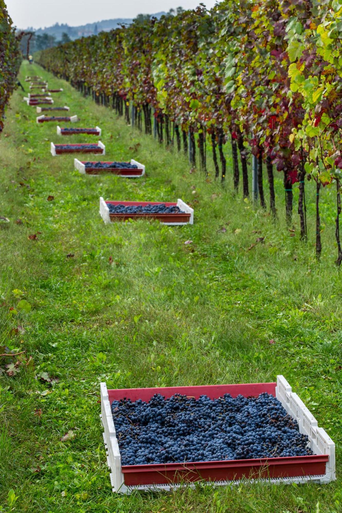 Azienda Agricola Moschioni Cividale del Friuli Dış mekan fotoğraf